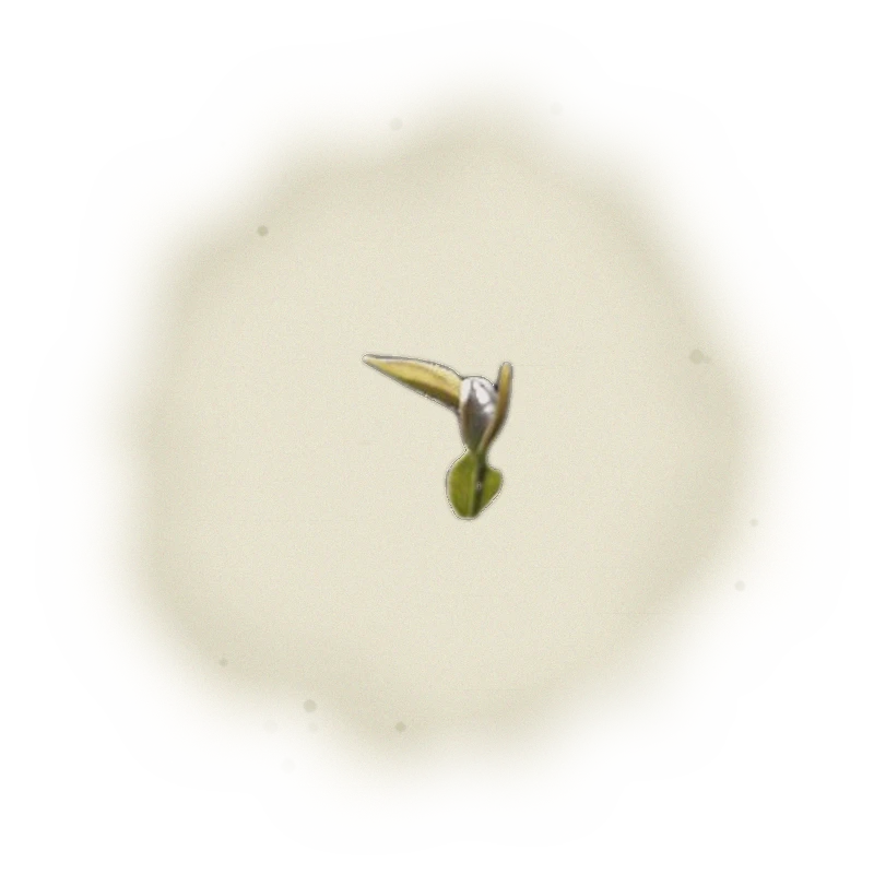 *PRE-ORDER 2025 Summer Harvest* - Wholesale - B001 - MiaoLi - Oriental Beauty Oolong Tea (Competition Grade) 5