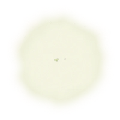 *PRE-ORDER 2025 Summer Harvest* - Wholesale - B001 - MiaoLi - Oriental Beauty Oolong Tea (Competition Grade) 10
