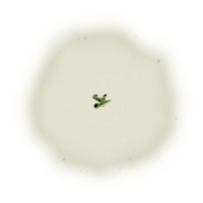 Taiwan AliShan Oolong Tea - High Mountain Oolong | 台灣阿里山烏龍茶 - 高山烏龍 (75g/150g) 8