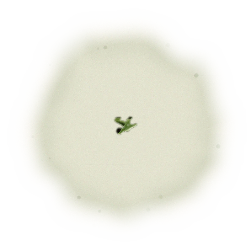 Taiwan AliShan Oolong Tea - High Mountain Oolong | 台灣阿里山烏龍茶 - 高山烏龍 (75g/150g) 7