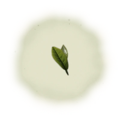 Taiwan AliShan Oolong Tea - Jin Xuan Oolong | 台灣阿里山烏龍茶 - 金萱烏龍 (75g/150g) 8