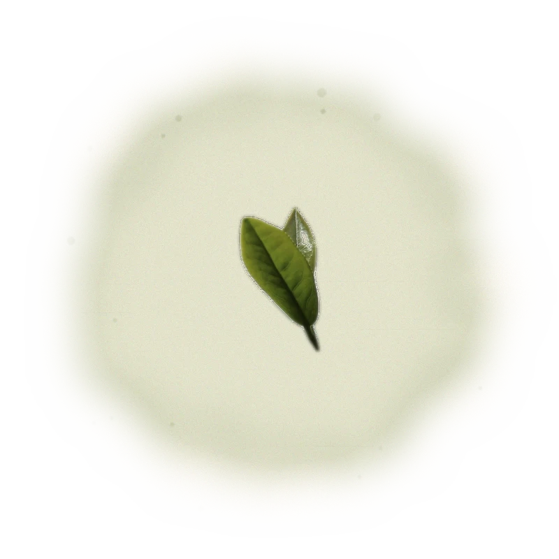 Taiwan AliShan Oolong Tea - Jin Xuan Oolong | 台灣阿里山烏龍茶 - 金萱烏龍 (75g/150g) 7