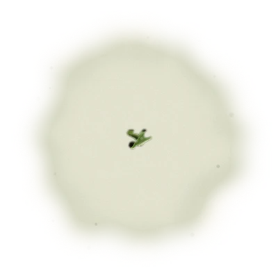 Taiwan AliShan Oolong Tea - Jin Xuan Oolong | 台灣阿里山烏龍茶 - 金萱烏龍 (75g/150g) 10