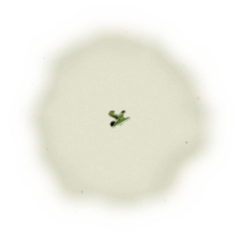 Taiwan AliShan Oolong Tea - Jin Xuan Oolong | 台灣阿里山烏龍茶 - 金萱烏龍 (75g/150g) 9