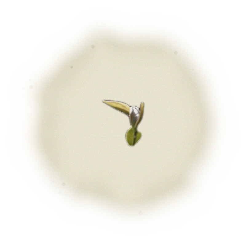 Taiwan MiaoLi Oolong Tea - Oriental Beauty Oolong | 台灣苗栗烏龍茶 - 東方美人烏龍 (50g/150g) 3
