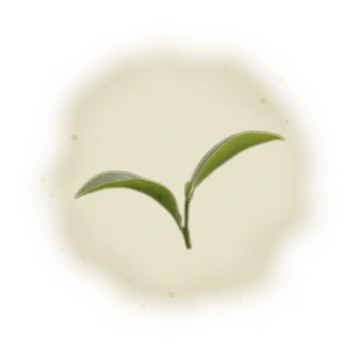 Taiwan PingLin Oolong Tea - Pouchong Oolong | 台灣坪林烏龍茶 - 包種烏龍 (150g) 6