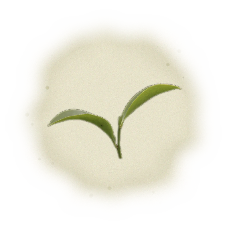 Taiwan PingLin Oolong Tea - Pouchong Oolong | 台灣坪林烏龍茶 - 包種烏龍 (150g) 5