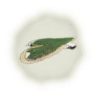 Taiwan Sun Moon Lake Black Tea - Formosa | 台灣日月潭紅茶 - 原生種山茶 (75g) 4
