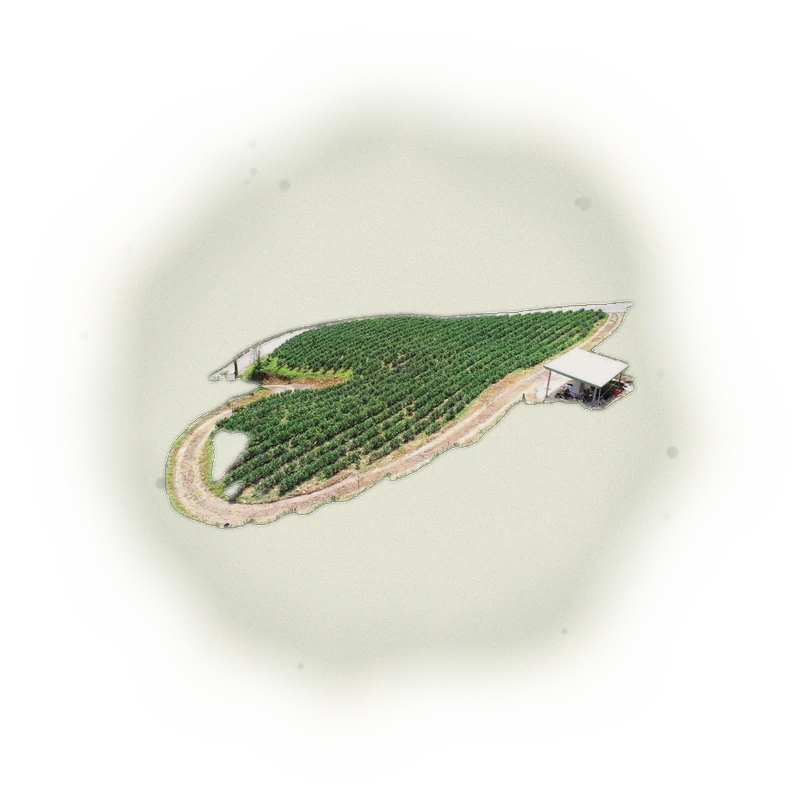 Taiwan Sun Moon Lake Black Tea - Formosa | 台灣日月潭紅茶 - 原生種山茶 (75g) 3