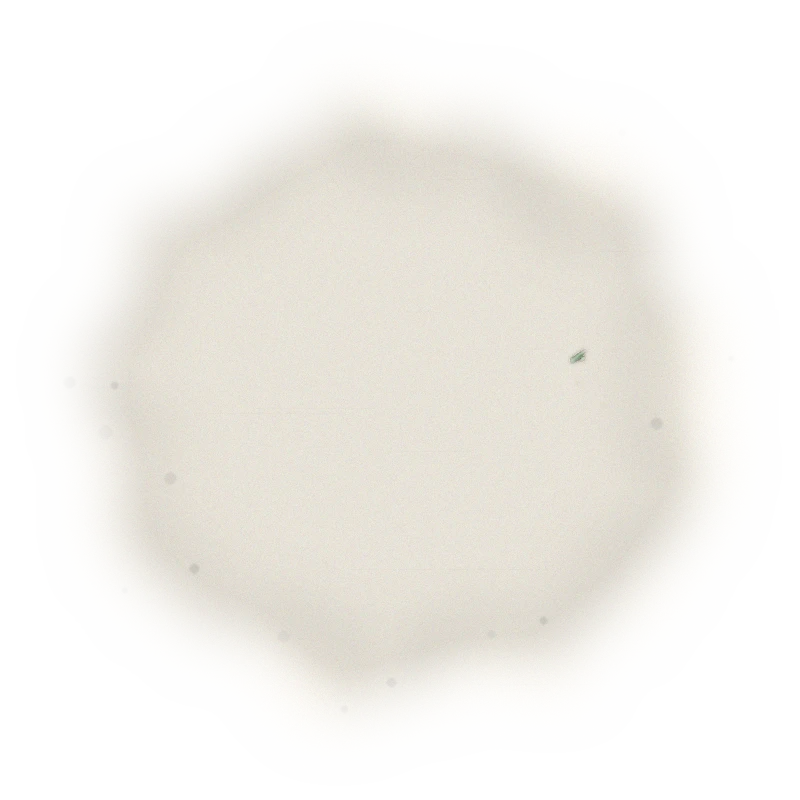 Taiwan Sun Moon Lake Black Tea - Formosa | 台灣日月潭紅茶 - 原生種山茶 (75g) 7