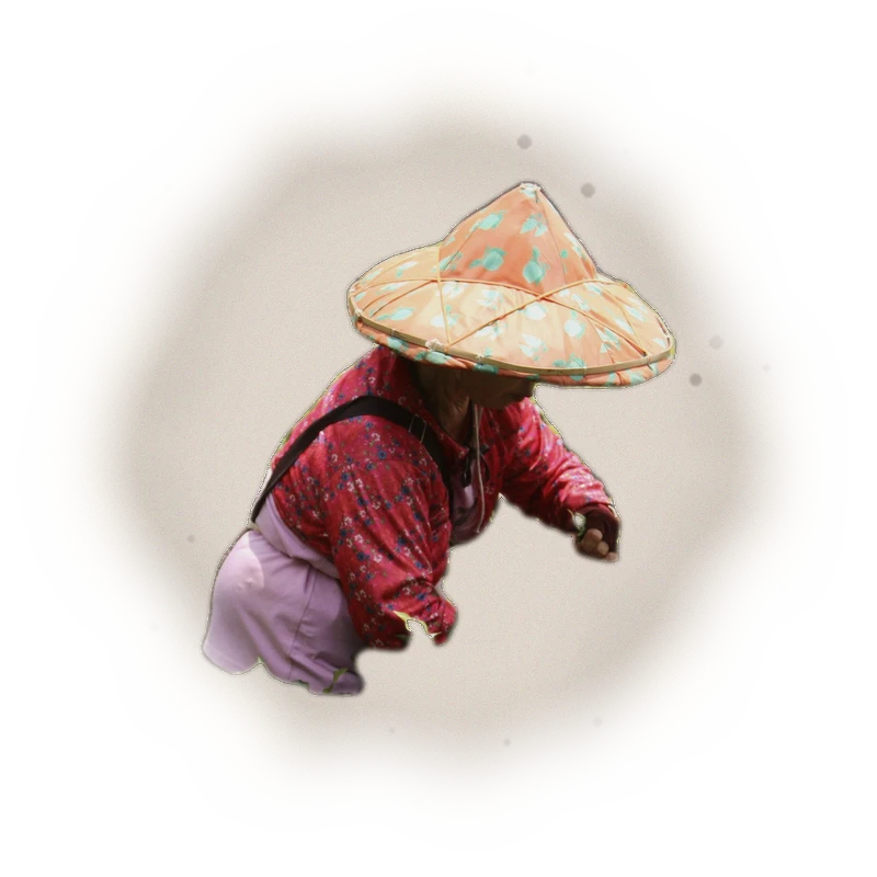 Taiwan Sun Moon Lake Black Tea - Ruby TTES#18 | 台灣日月潭紅茶 - 台茶18號紅玉 (75g) 5