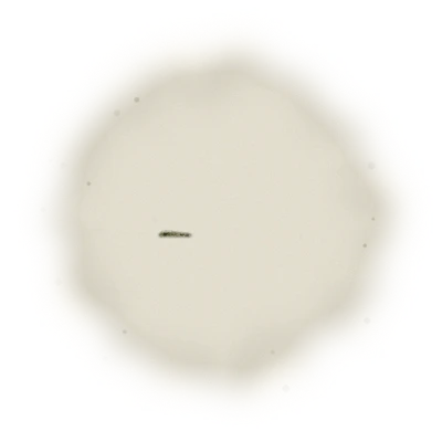 Wholesale - A001 - AliShan High Mountain Oolong (Competition Grade) 4
