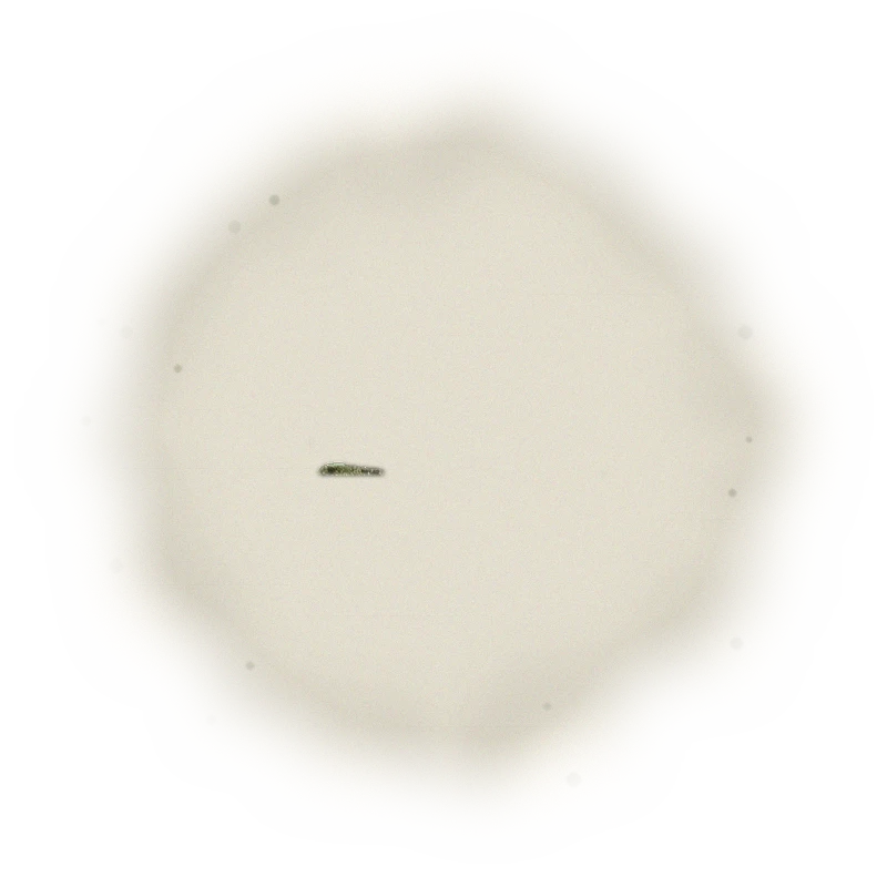 Wholesale - A001 - AliShan High Mountain Oolong (Competition Grade) 3