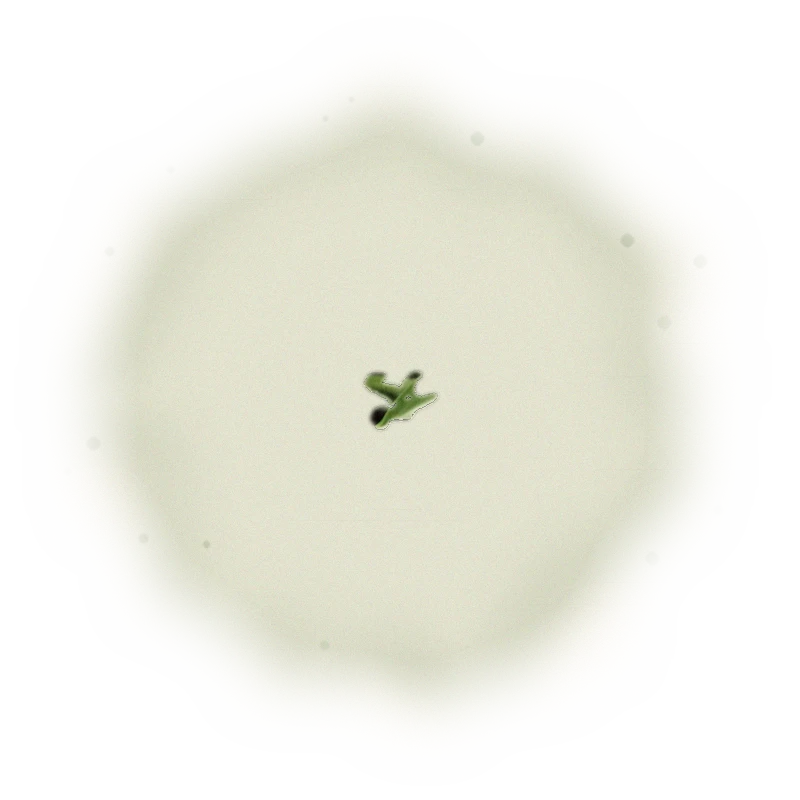Wholesale - A001 - AliShan High Mountain Oolong (Competition Grade) 5