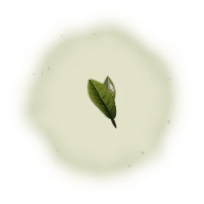 Wholesale - A001 - AliShan High Mountain Oolong (Competition Grade) 10