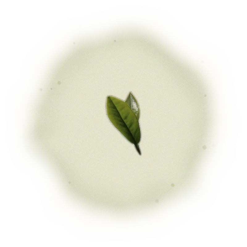 Wholesale - A001 - AliShan High Mountain Oolong (Competition Grade) 9