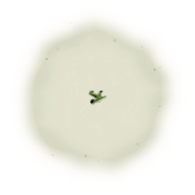 Wholesale - A001R - Roasted AliShan High Mountain Oolong (Competition Grade) 6