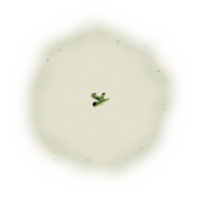 Wholesale - A001R - Roasted AliShan High Mountain Oolong (Competition Grade) 5