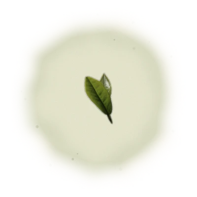 Wholesale - A001R - Roasted AliShan High Mountain Oolong (Competition Grade) 10