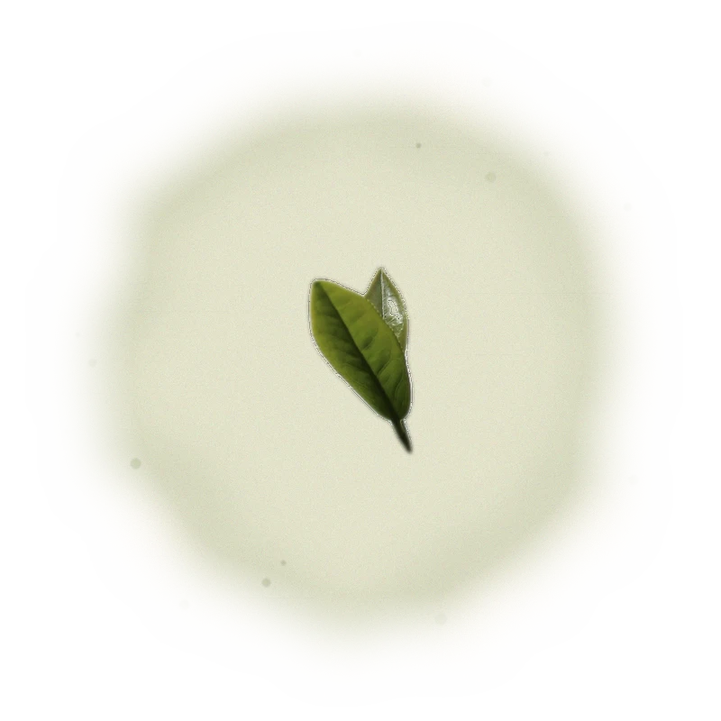 Wholesale - A001R - Roasted AliShan High Mountain Oolong (Competition Grade) 9
