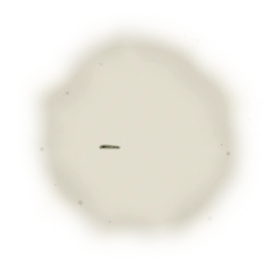 Wholesale - A002 - AliShan High Mountain Oolong (Premium Grade) 4