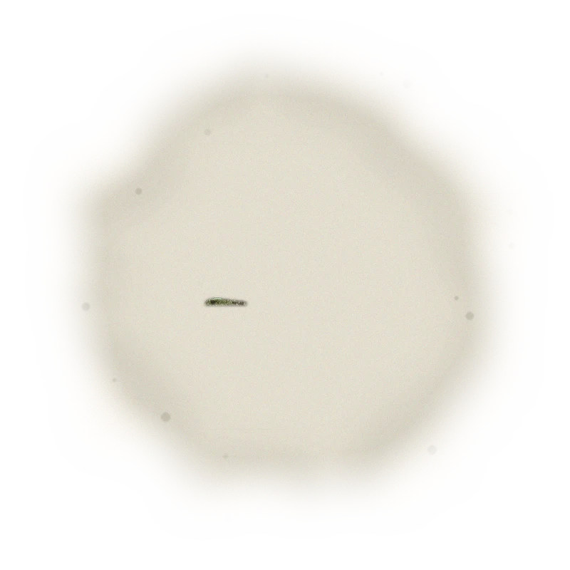 Wholesale - A002 - AliShan High Mountain Oolong (Premium Grade) 3