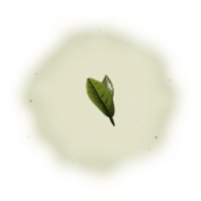 Wholesale - A002 - AliShan High Mountain Oolong (Premium Grade) 10
