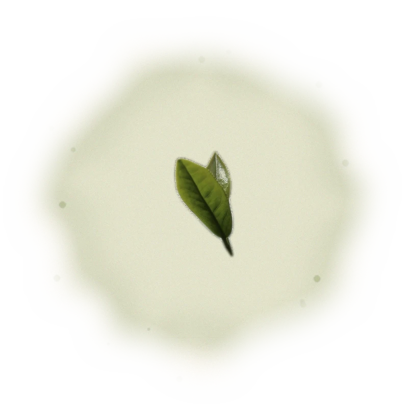 Wholesale - A002 - AliShan High Mountain Oolong (Premium Grade) 9