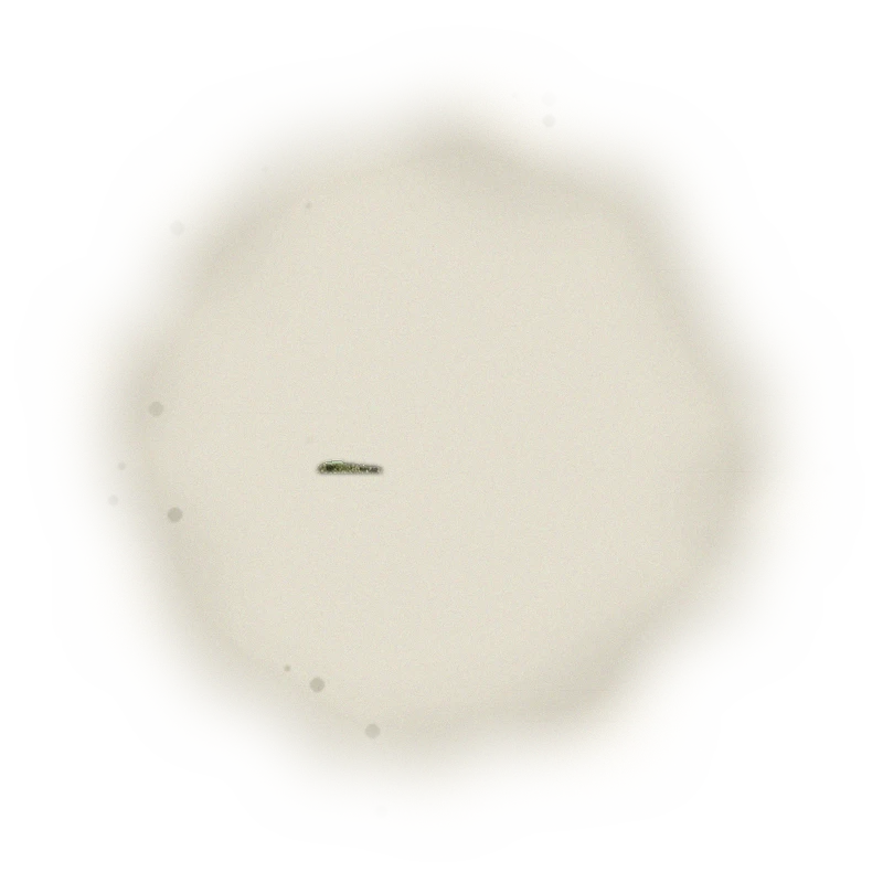Wholesale - A002R - AliShan - Roasted High Mountain Oolong (Premium Grade) 3