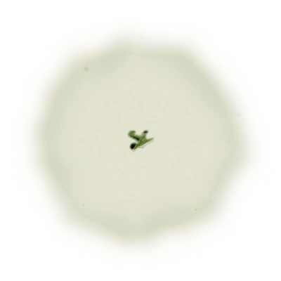 Wholesale - A002R - AliShan - Roasted High Mountain Oolong (Premium Grade) 6