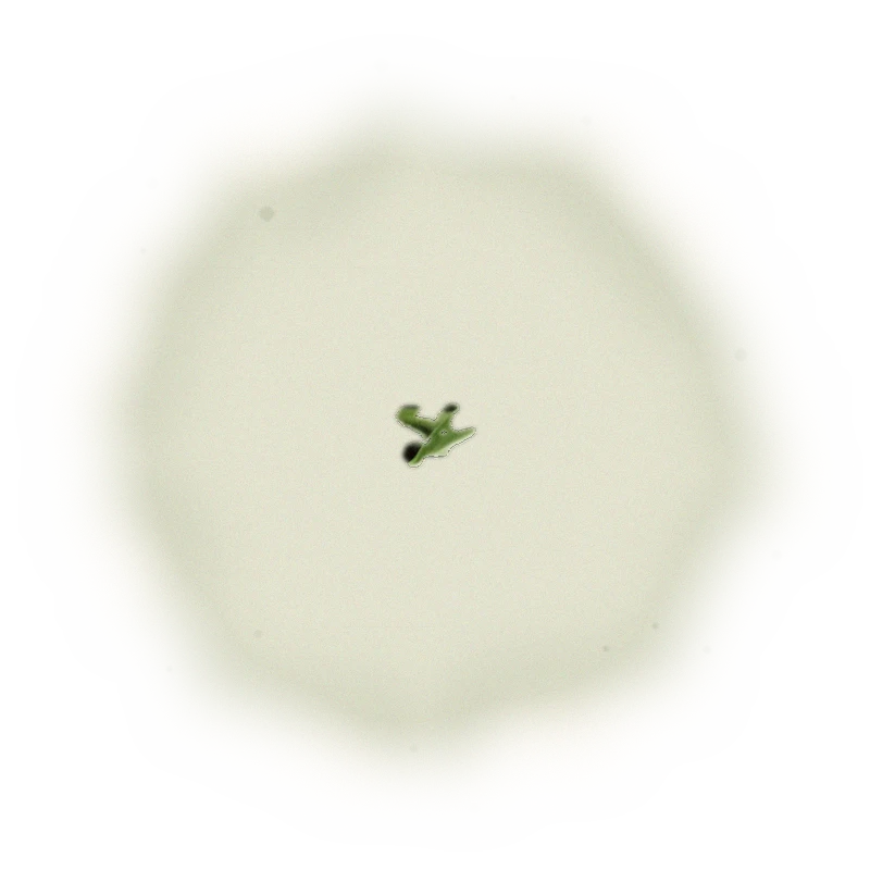 Wholesale - A002R - AliShan - Roasted High Mountain Oolong (Premium Grade) 5