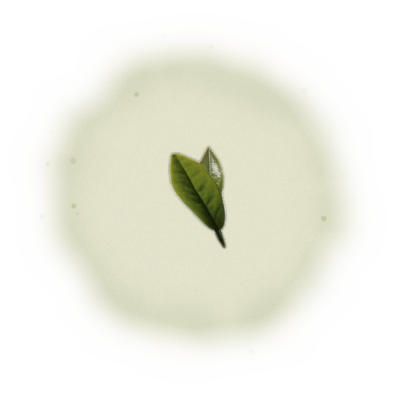 Wholesale - A002R - AliShan - Roasted High Mountain Oolong (Premium Grade) 9