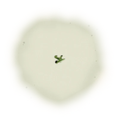 Wholesale - A003 - AliShan Jin Xuan Oolong (Competition Grade) 6