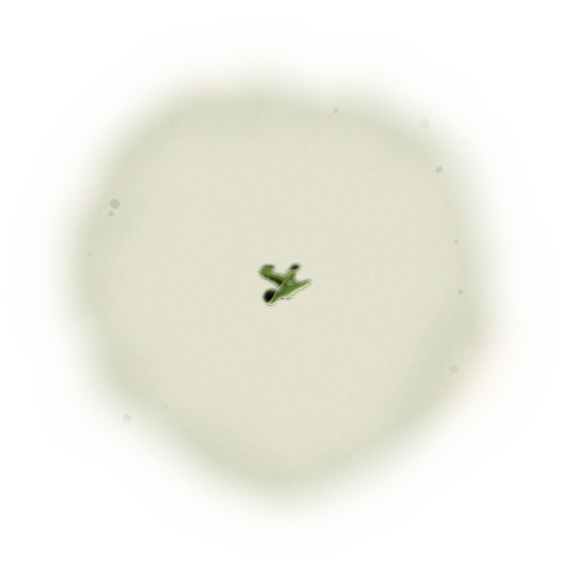 Wholesale - A003 - AliShan Jin Xuan Oolong (Competition Grade) 5