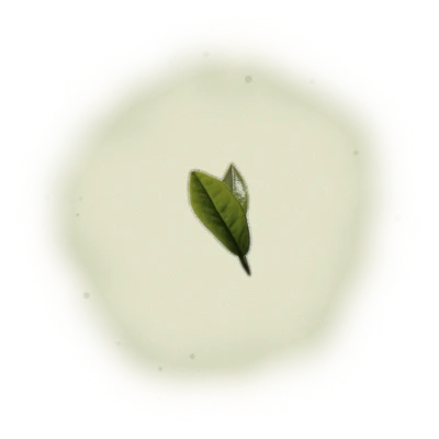 Wholesale - A003 - AliShan Jin Xuan Oolong (Competition Grade) 10