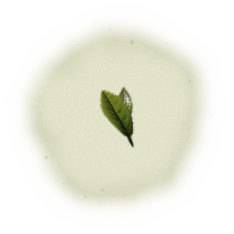 Wholesale - A003 - AliShan Jin Xuan Oolong (Competition Grade) 9
