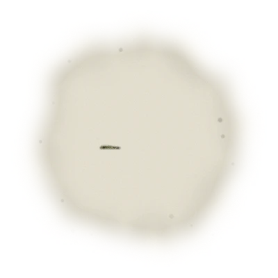 Wholesale - A004 - AliShan Jin Xuan Oolong (Premium Grade) 4