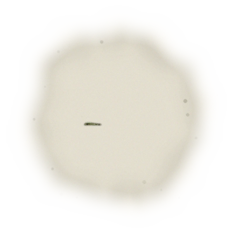 Wholesale - A004 - AliShan Jin Xuan Oolong (Premium Grade) 3