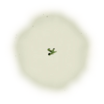 Wholesale - A004 - AliShan Jin Xuan Oolong (Premium Grade) 6