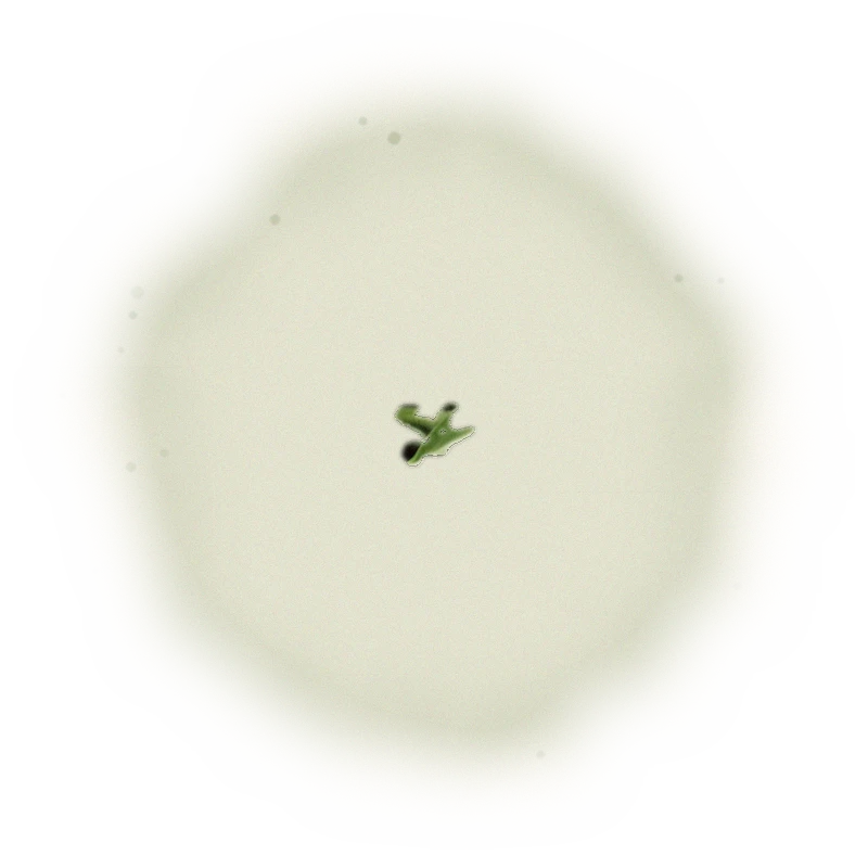 Wholesale - A004 - AliShan Jin Xuan Oolong (Premium Grade) 5