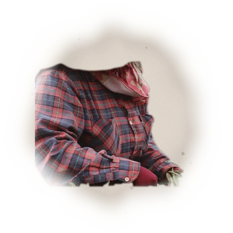 Wholesale - A004 - AliShan Jin Xuan Oolong (Premium Grade) 7