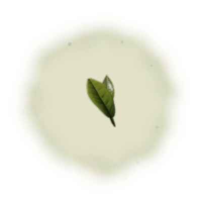 Wholesale - A004 - AliShan Jin Xuan Oolong (Premium Grade) 10