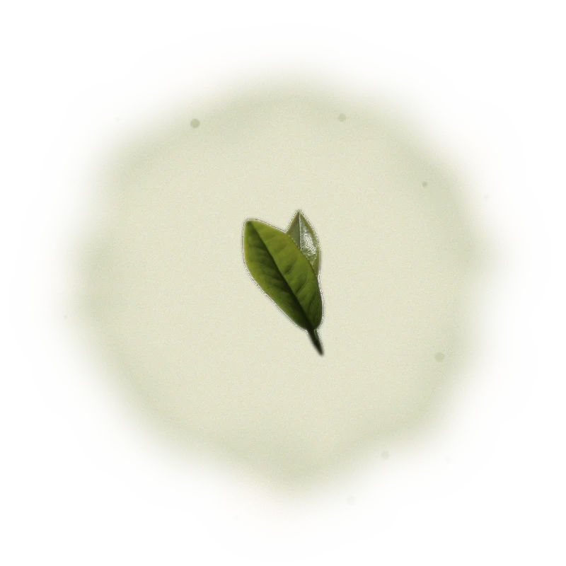 Wholesale - A004 - AliShan Jin Xuan Oolong (Premium Grade) 9