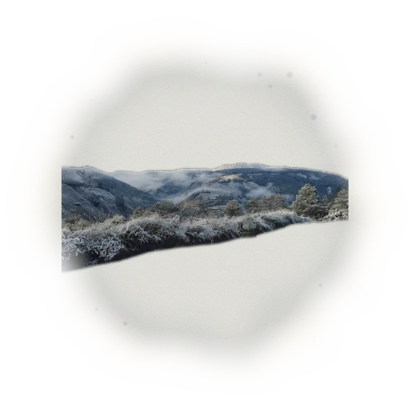 Wholesale - L001 - LiShan Oolong Tea (Competition Grade) 5