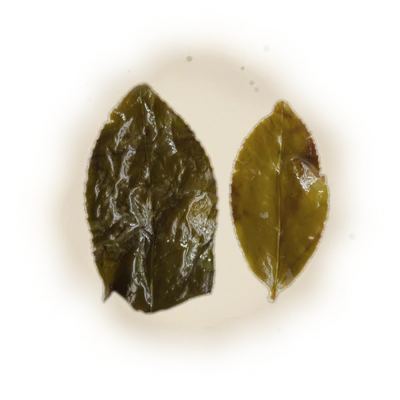 Wholesale - M001 - Ming Jian - Jin Xuan Oolong Tea 4