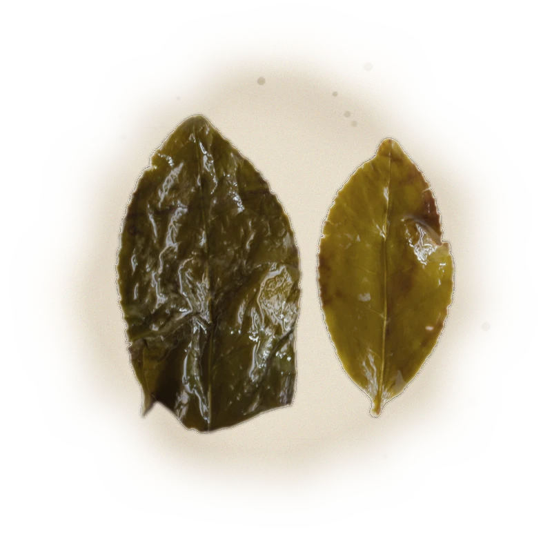 Wholesale - M001 - Ming Jian - Jin Xuan Oolong Tea 3
