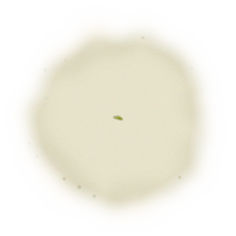 Wholesale - M001 - Ming Jian - Jin Xuan Oolong Tea 9