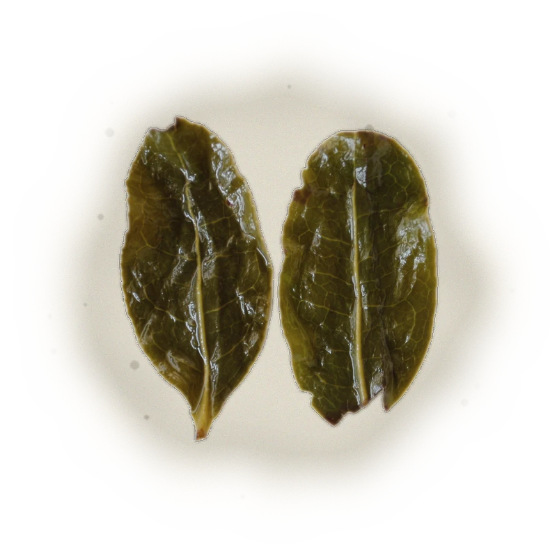 Wholesale - M002 - Ming Jian - Jade Oolong Tea 3
