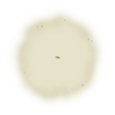 Wholesale - M002 - Ming Jian - Jade Oolong Tea 10