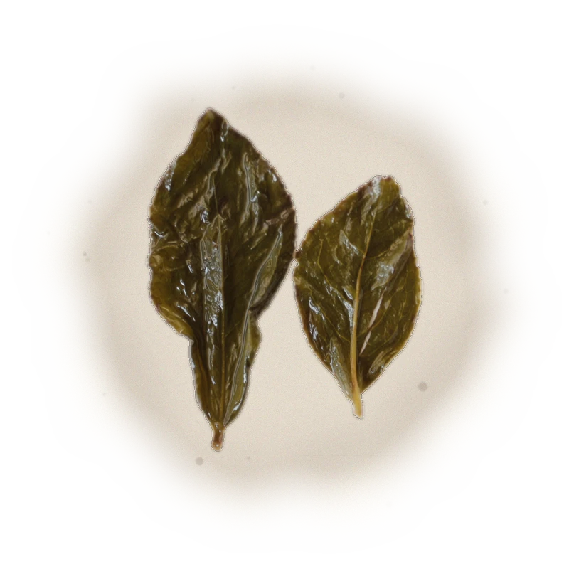 Wholesale - M003 - Ming Jian - Four Seasons Oolong Tea 3